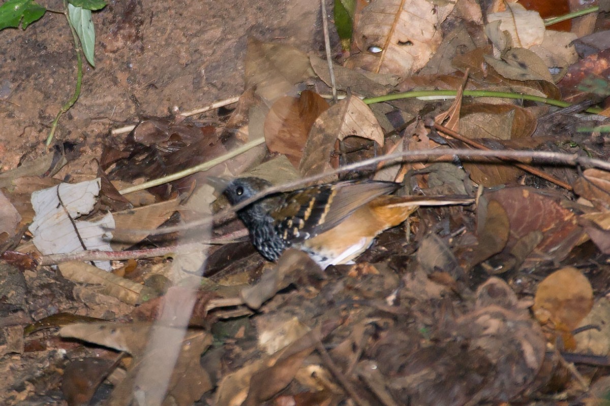 Scalloped Antbird - ML272578591