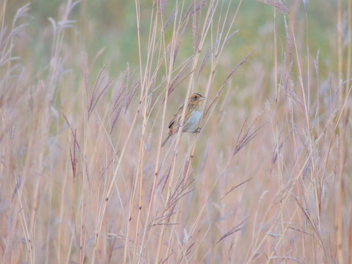 Nelson's Sparrow - ML272578741