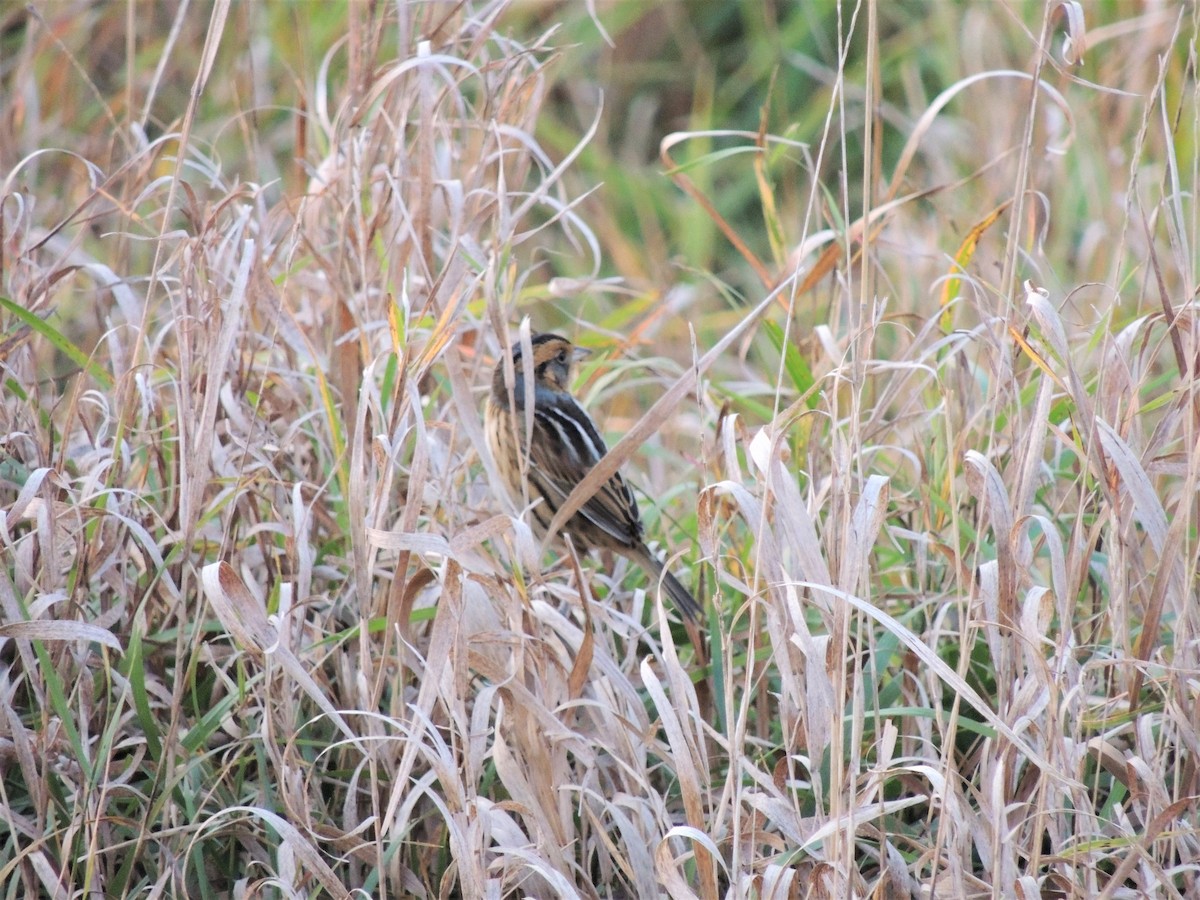 Nelson's Sparrow - ML272578801
