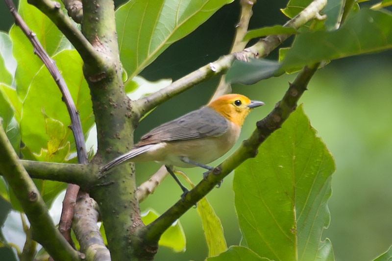 Orange-headed Tanager - ML272578811