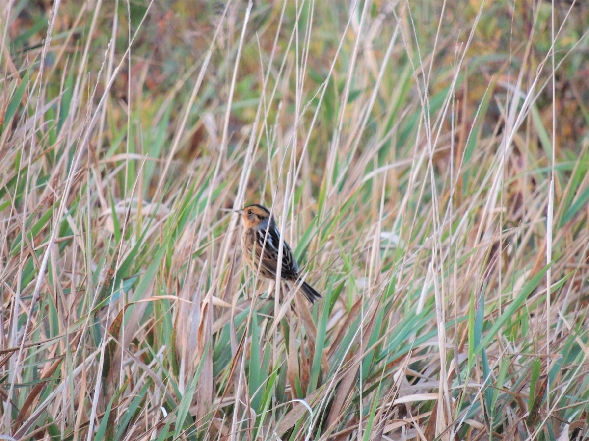 Nelson's Sparrow - ML272578841