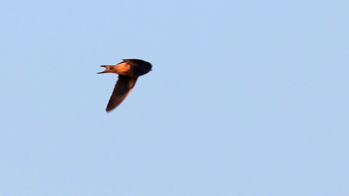 Barn Swallow - ML272578891