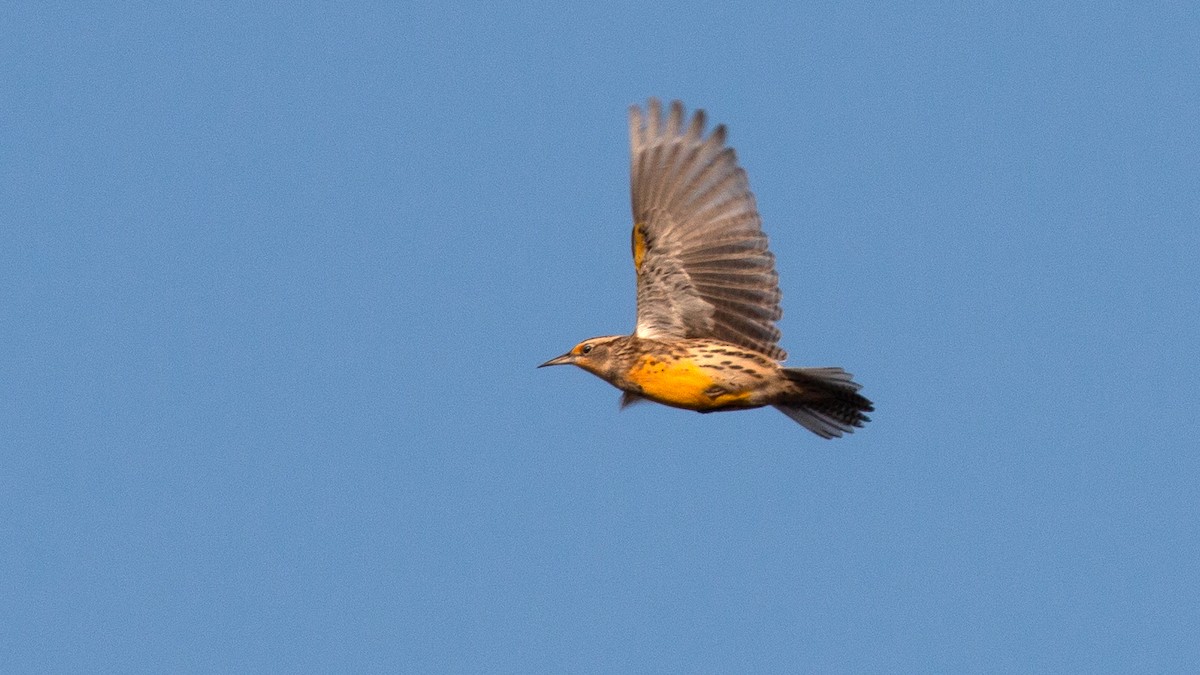 Western Meadowlark - ML272578961