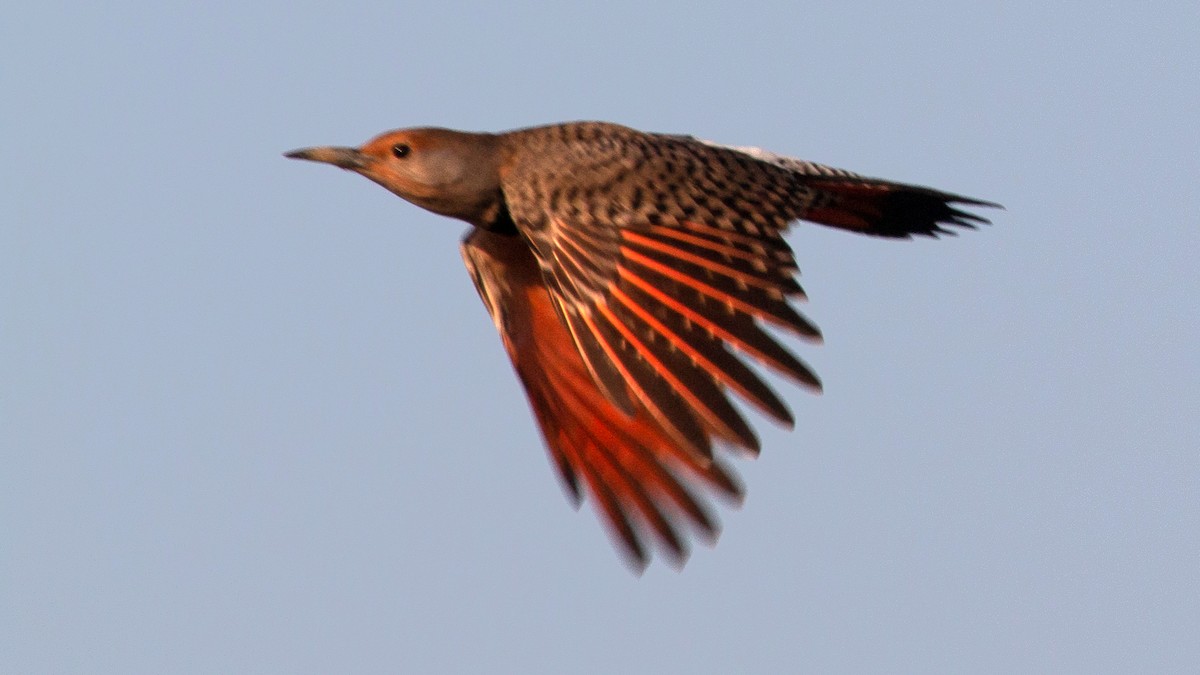 Northern Flicker - Jim Gain