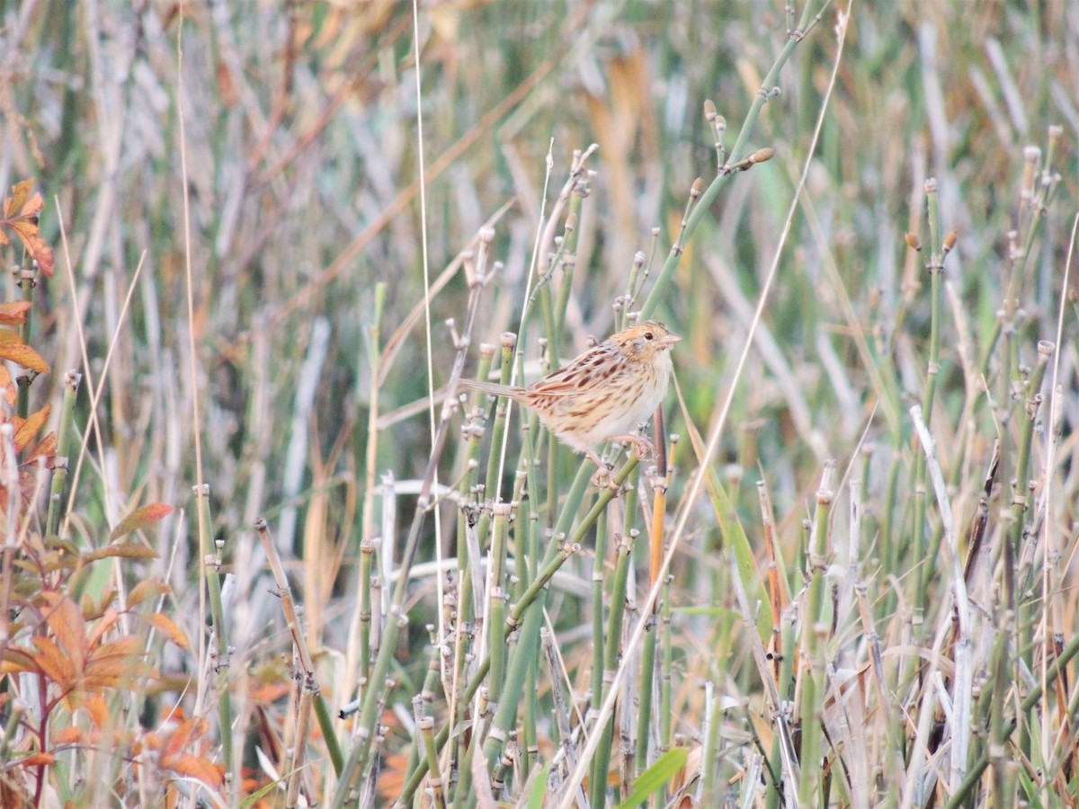 LeConte's Sparrow - ML272579311
