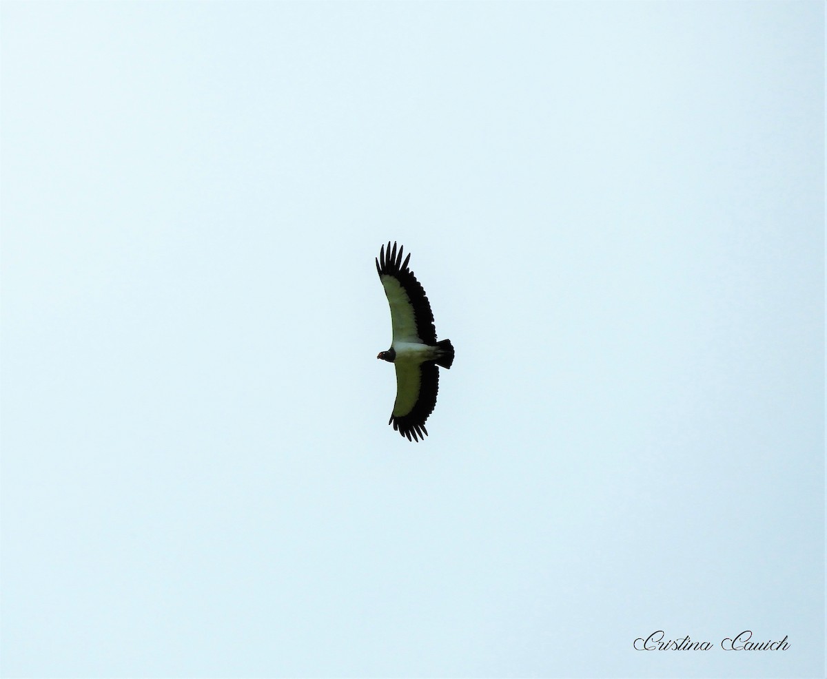 King Vulture - ML272579421