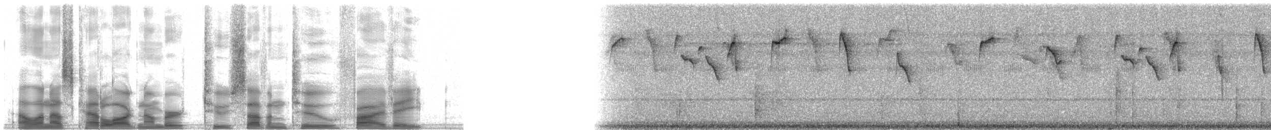 Bronzy Hermit - ML27258