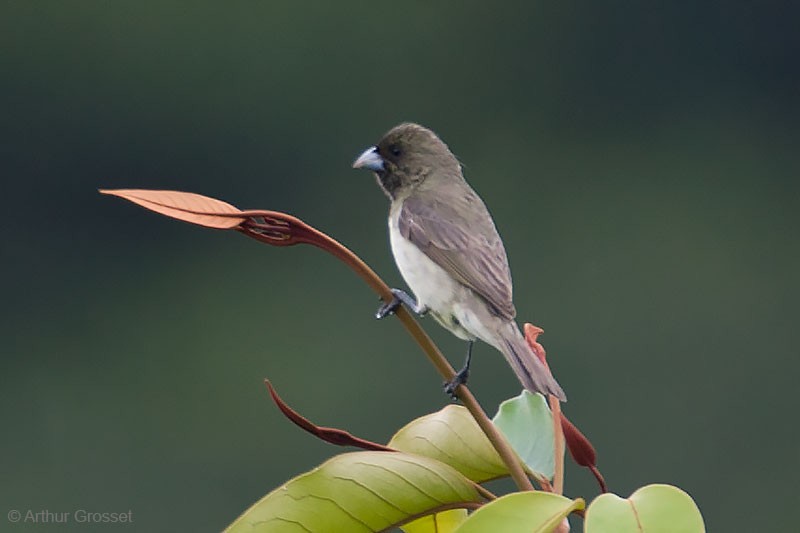 Yellow-bellied Seedeater - ML272580141