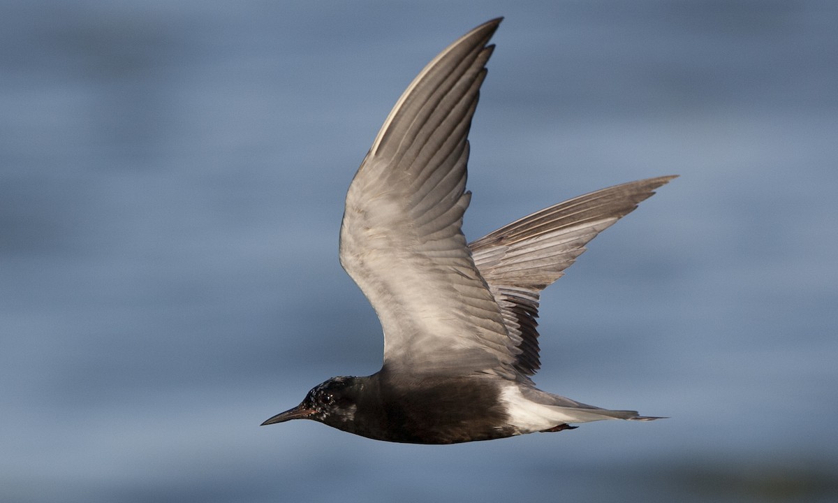 Black Tern - Brian Sullivan