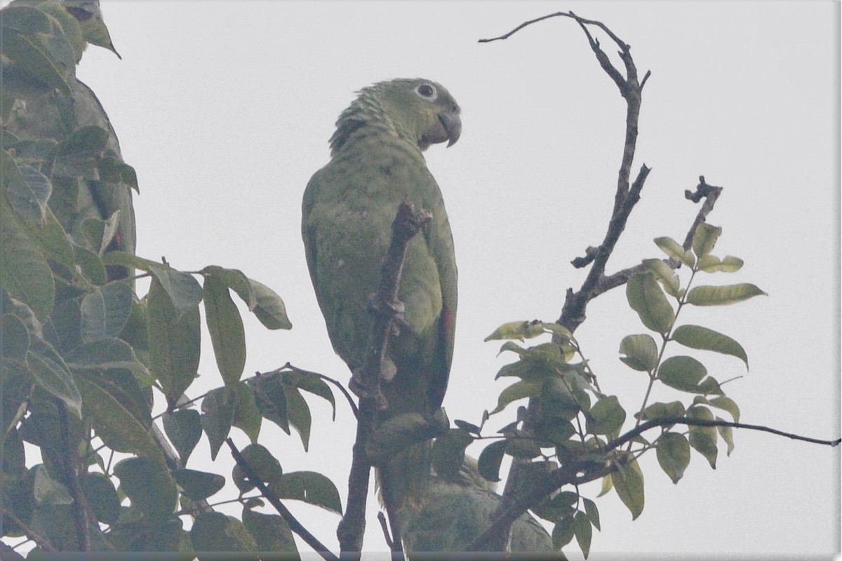 Amazone poudrée - ML27258111