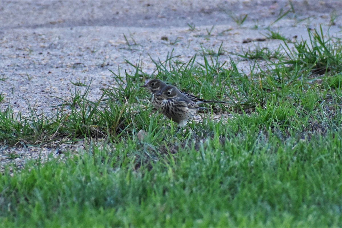 American Pipit - ML272581601