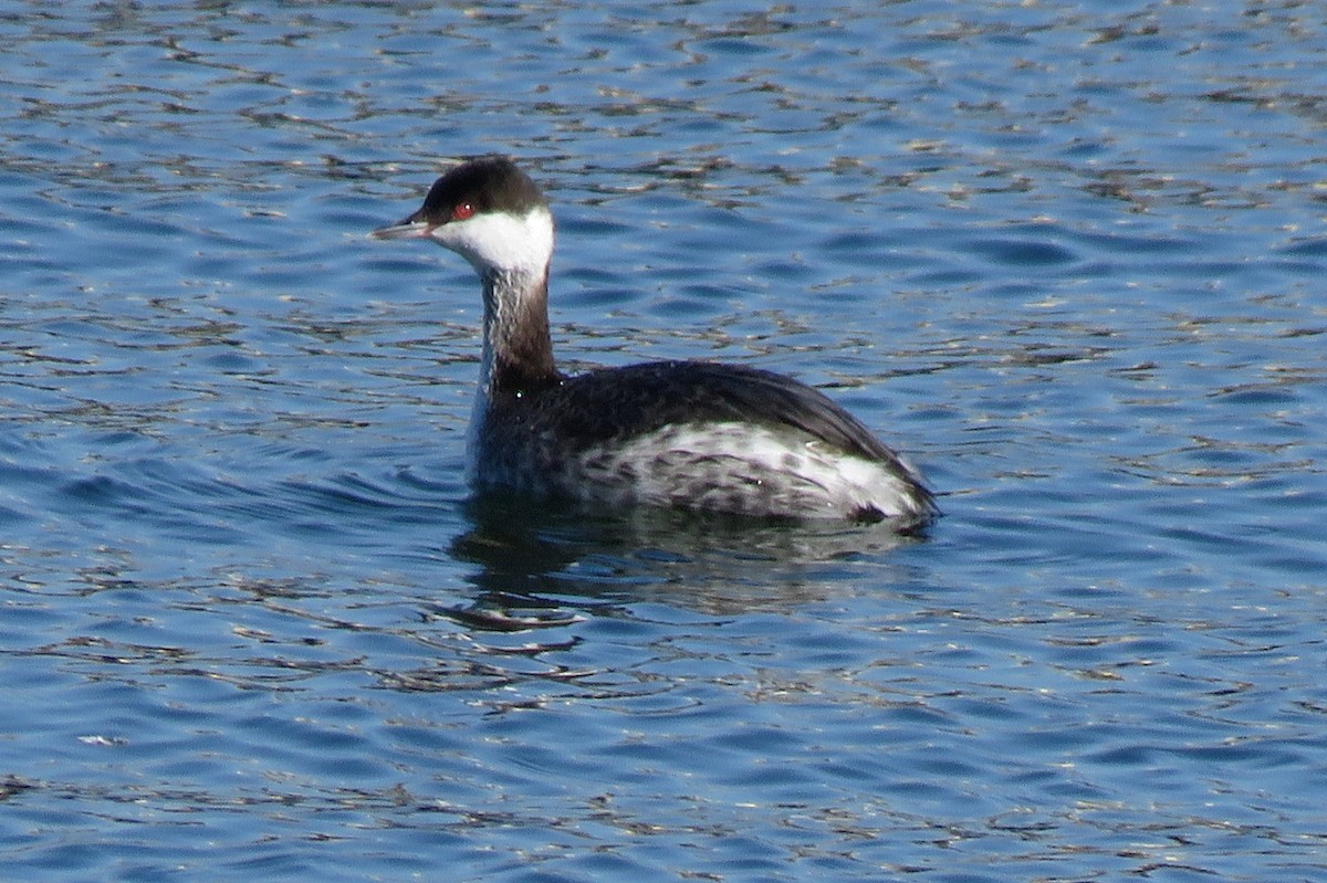 Horned Grebe - ML272583171