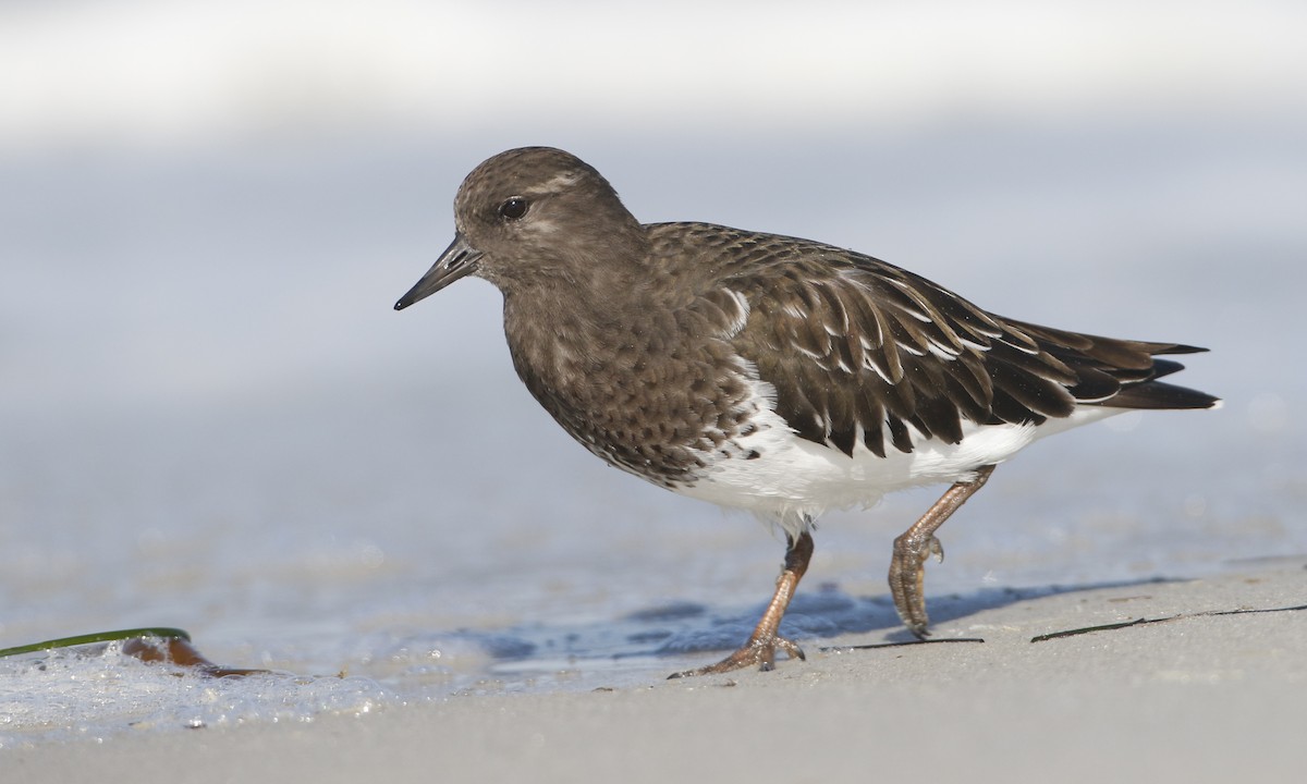 Black Turnstone - Brian Sullivan