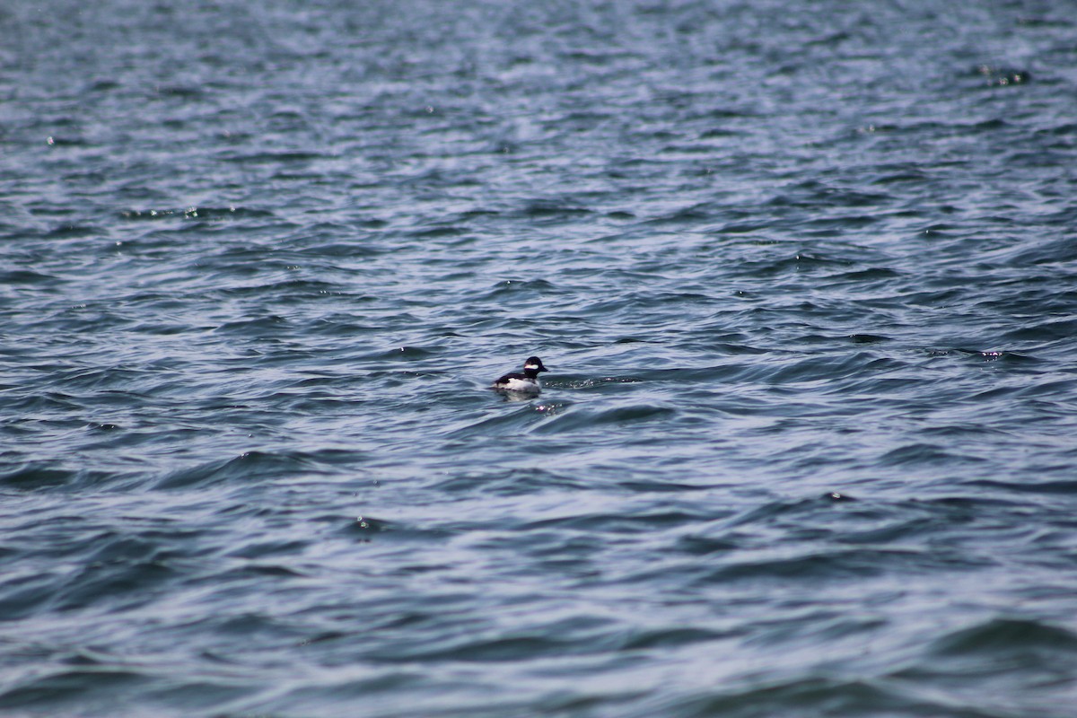 Bufflehead - ML27258361