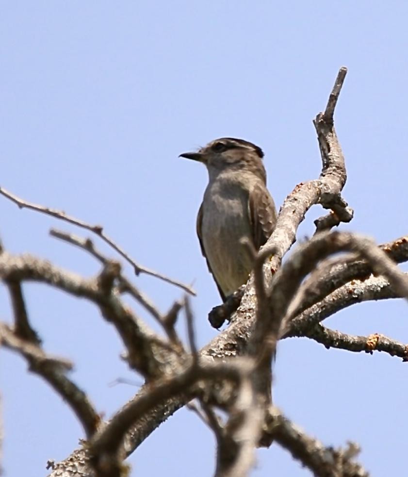 Crowned Slaty Flycatcher - ML272584441