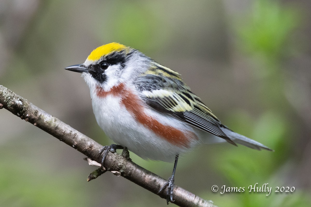 Chestnut-sided Warbler - James Hully