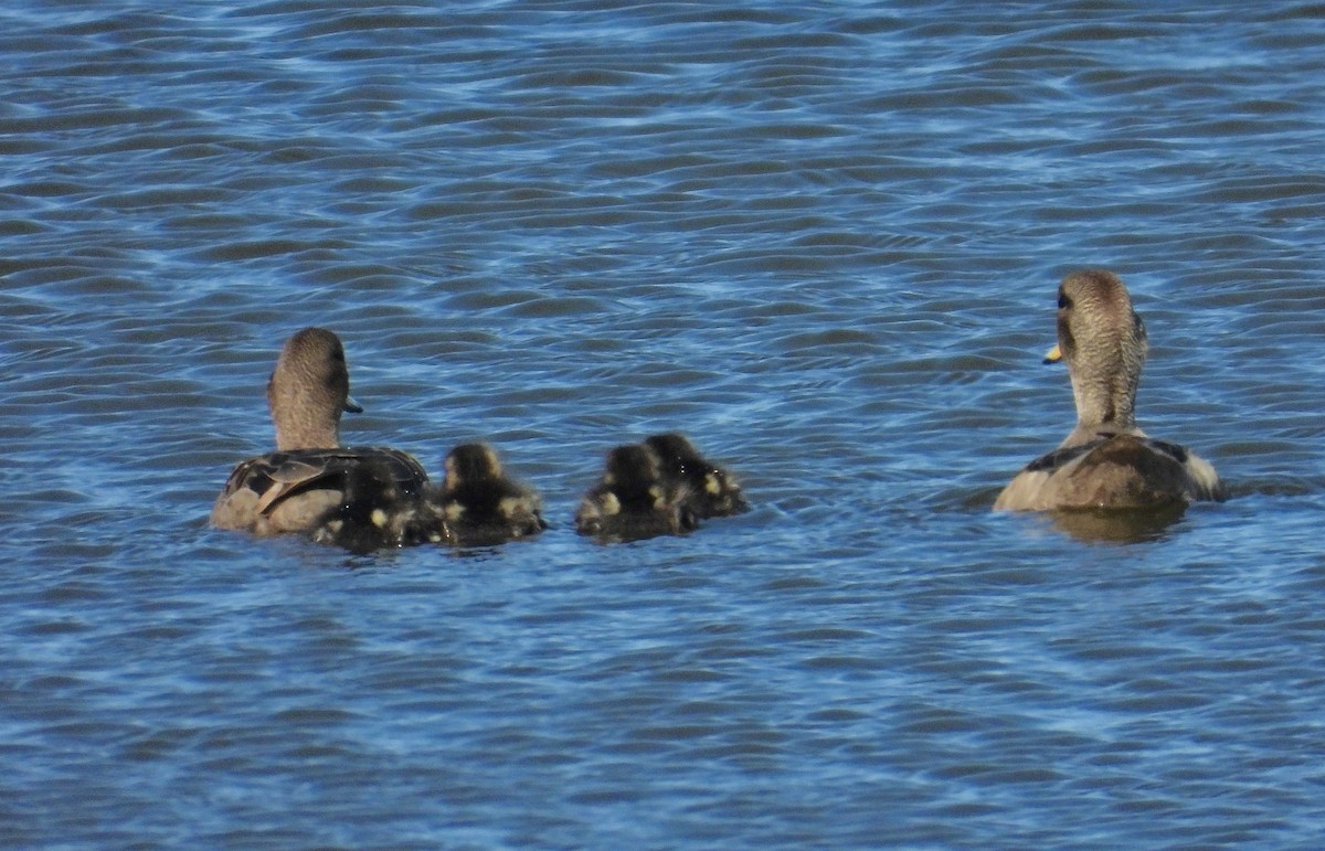 Yellow-billed Teal - ML272585641