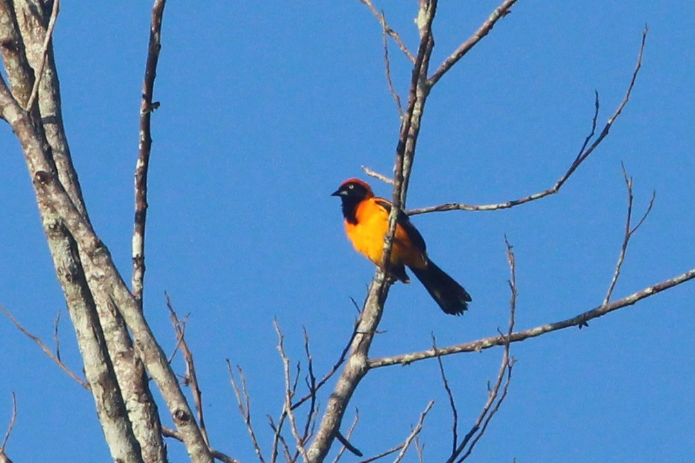 Orange-backed Troupial - ML272586321