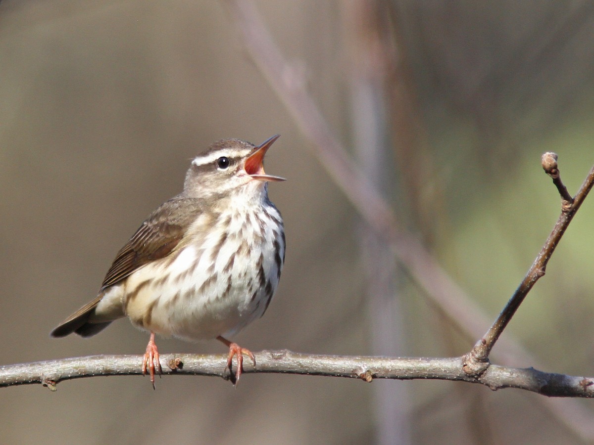 Louisiana Waterthrush - Larry Therrien