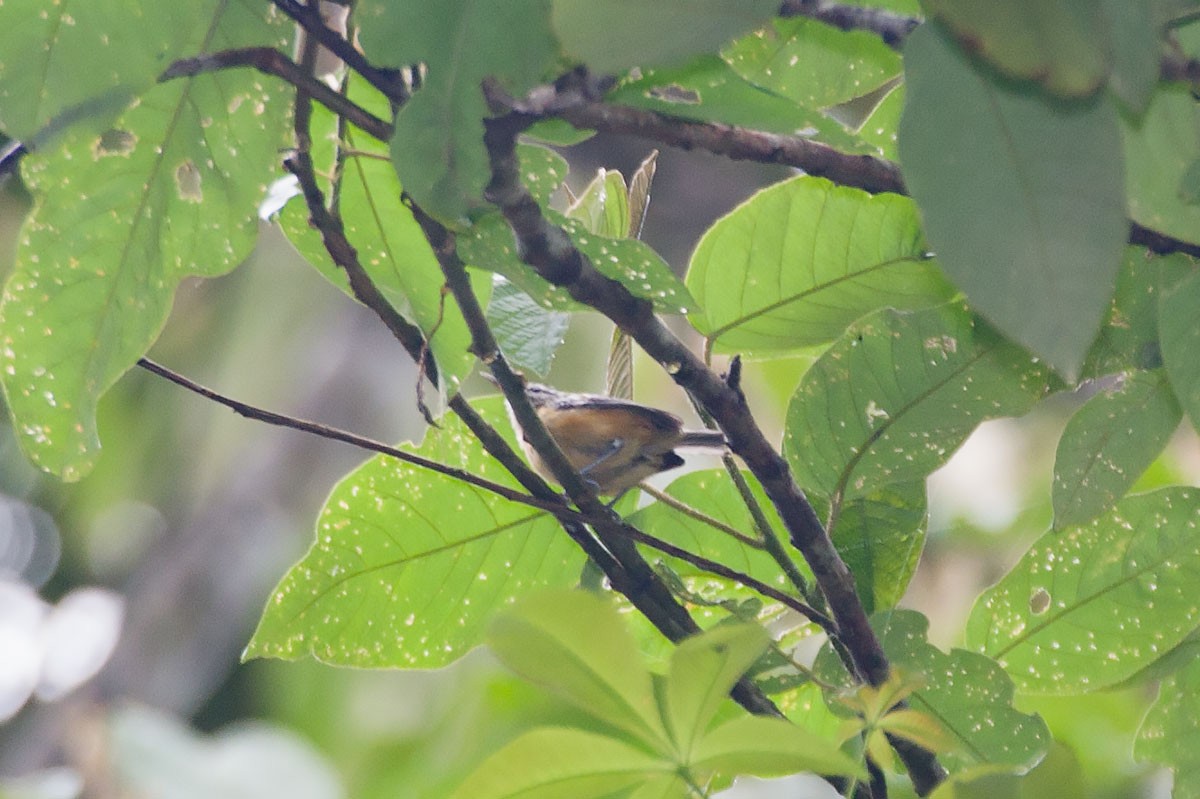 Orange-bellied Antwren - Arthur Grosset