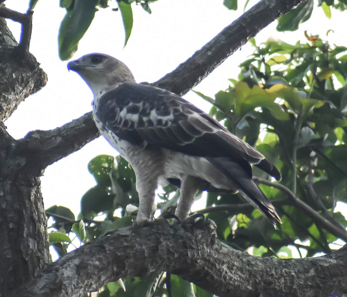 Changeable Hawk-Eagle (Changeable) - ML272588481