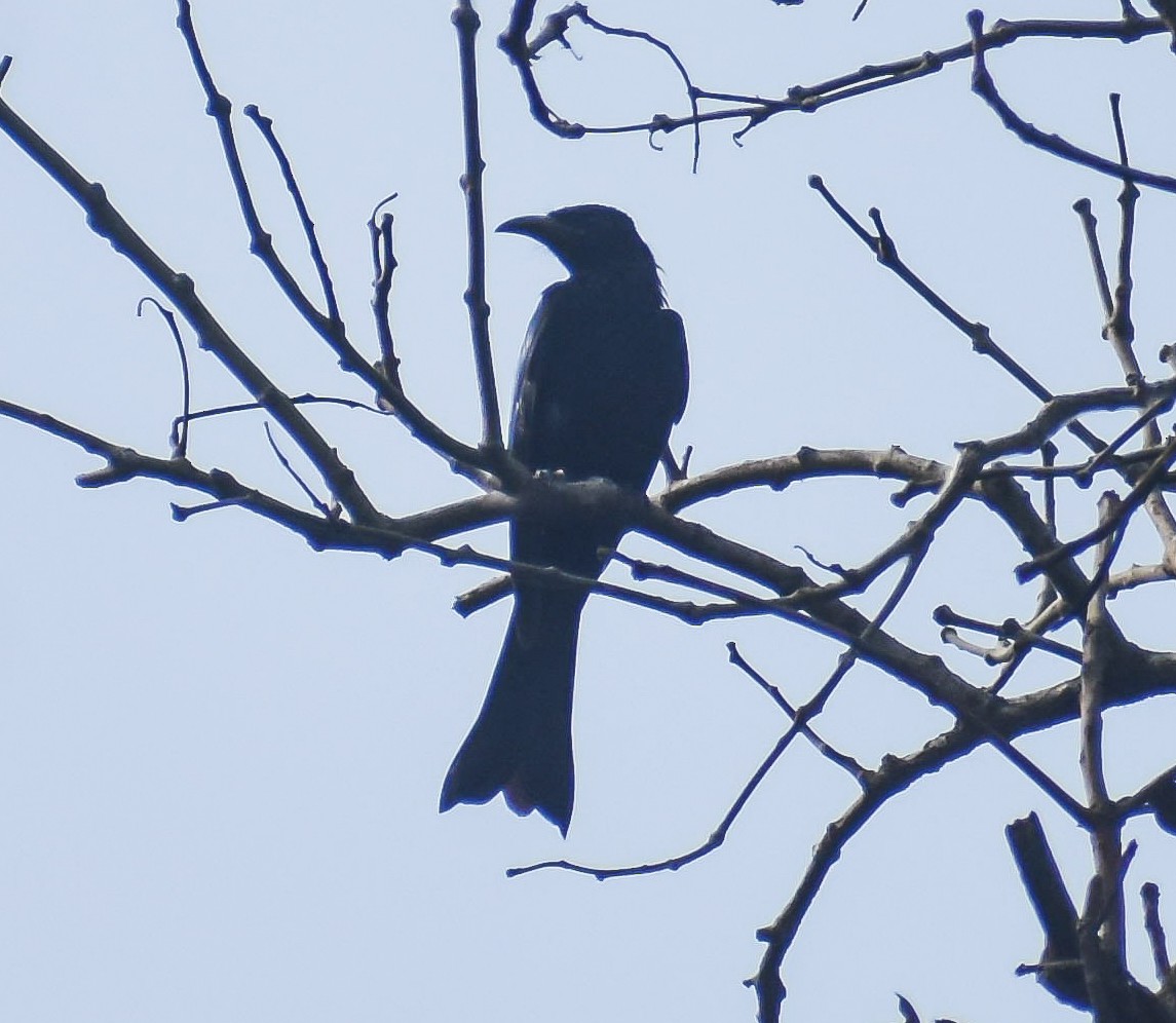 Hair-crested Drongo (Hair-crested) - ML272588721