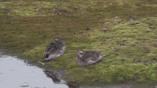 Long-tailed Duck - ML272591081