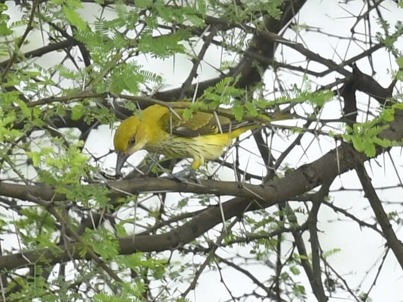Indian Golden Oriole - ML272591711