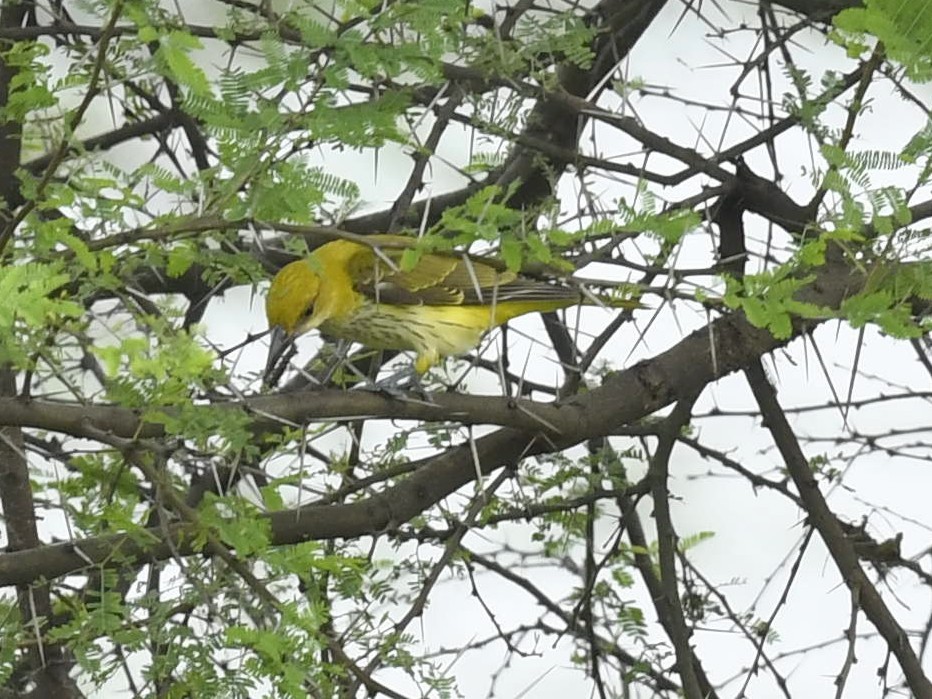 Indian Golden Oriole - ML272591721