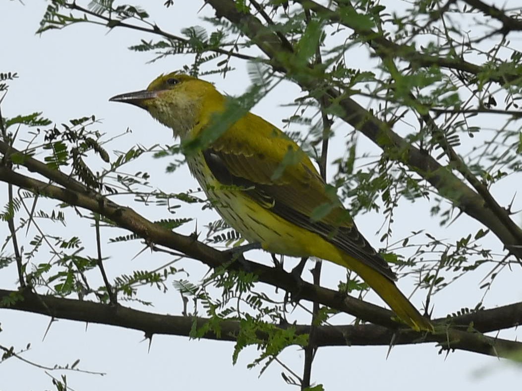 Indian Golden Oriole - ML272591811
