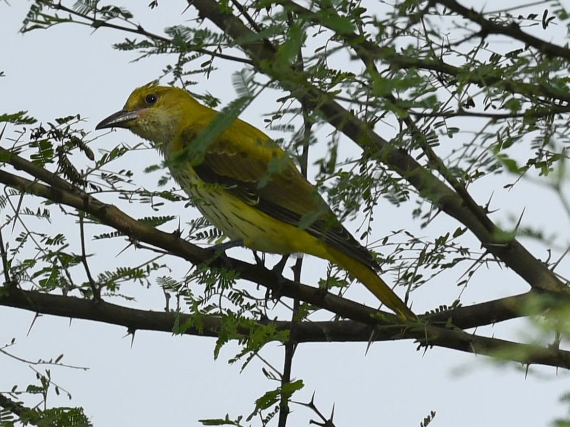 Indian Golden Oriole - ML272591821