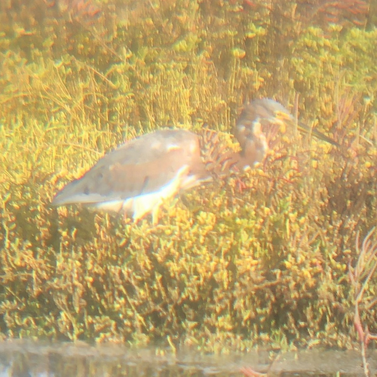 Tricolored Heron - ML272592061