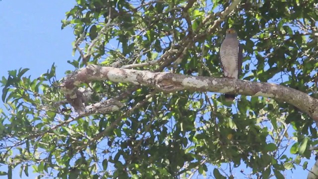 Roadside Hawk - ML272592371