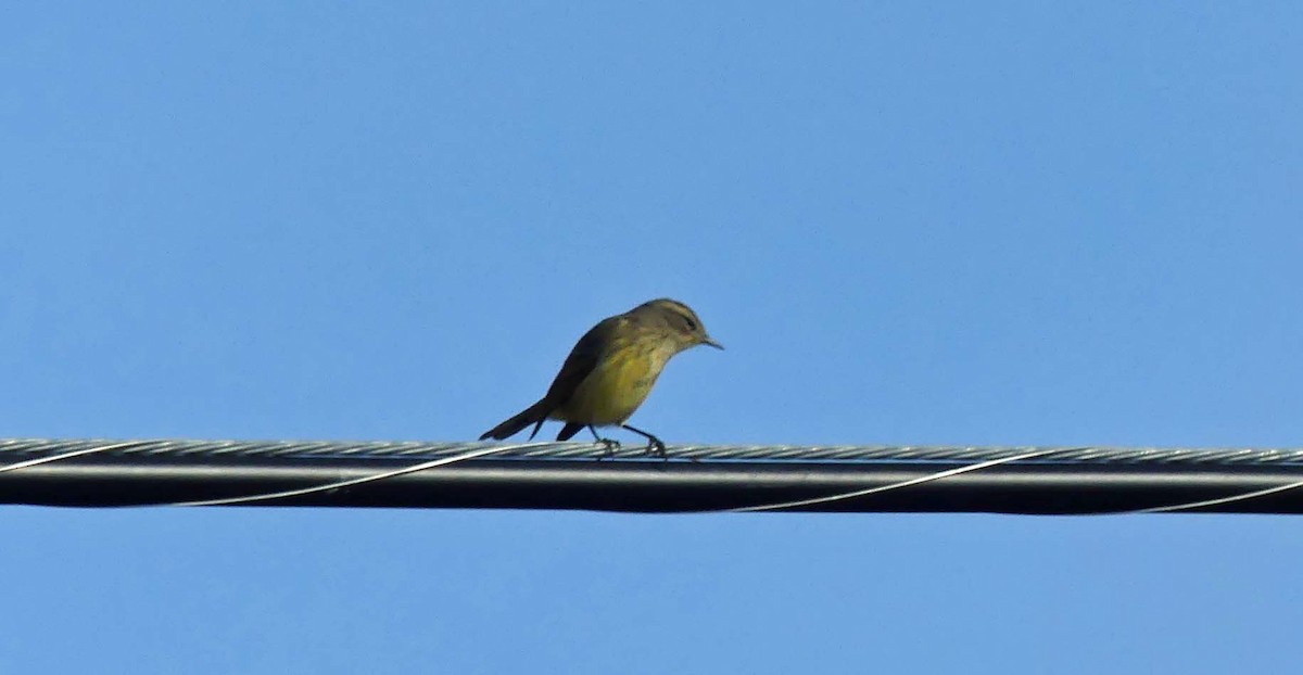 Palm Warbler - ML272592531