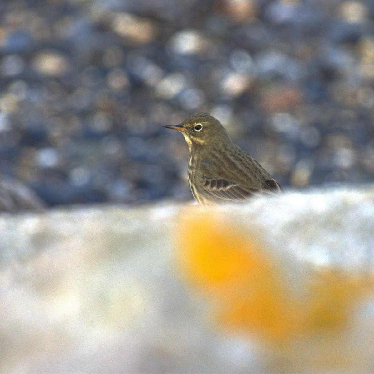 Rock Pipit - ML272593031