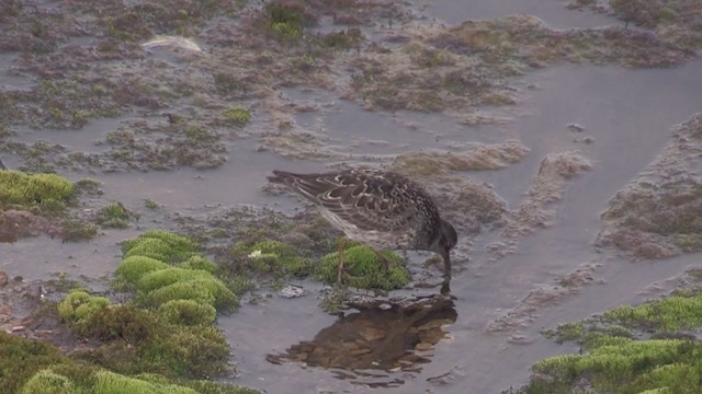 Purple Sandpiper - ML272593741