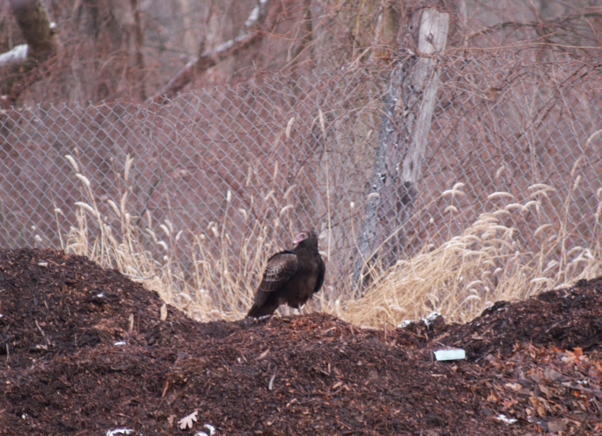 Turkey Vulture - ML272594071