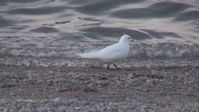 Ivory Gull - ML272595401