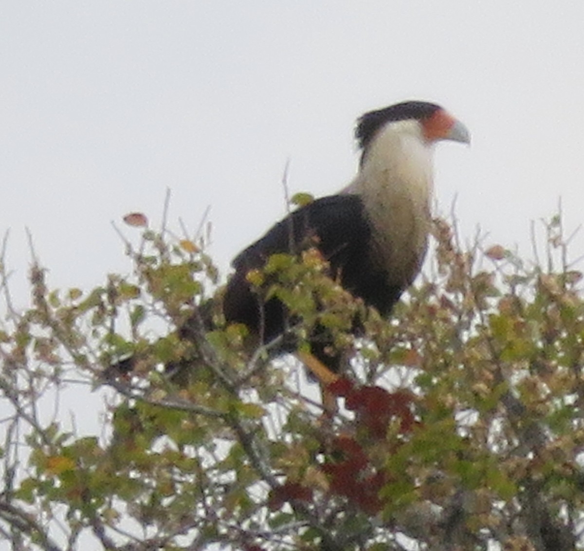 Crested Caracara (Northern) - Paul Sellin