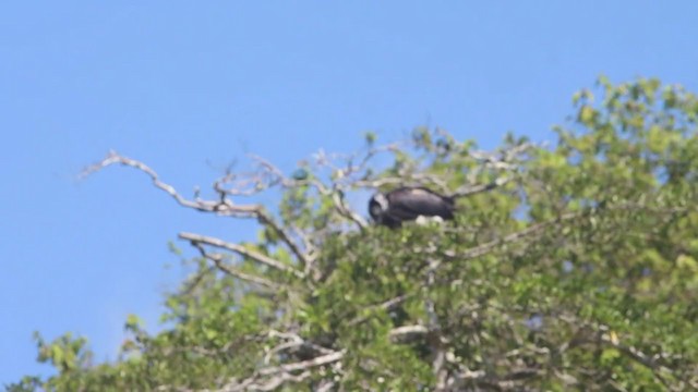 Horned Screamer - ML272596891