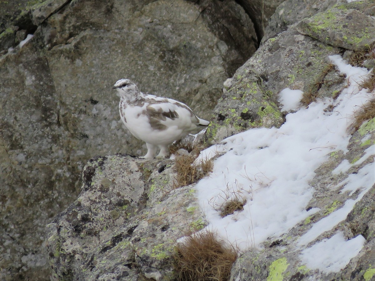 Rock Ptarmigan - David Ardanuy Rodríguez