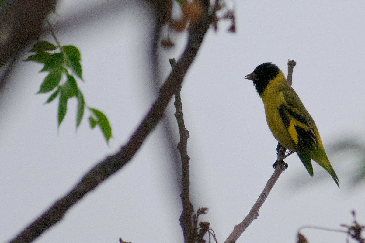 Hooded Siskin - ML272599371