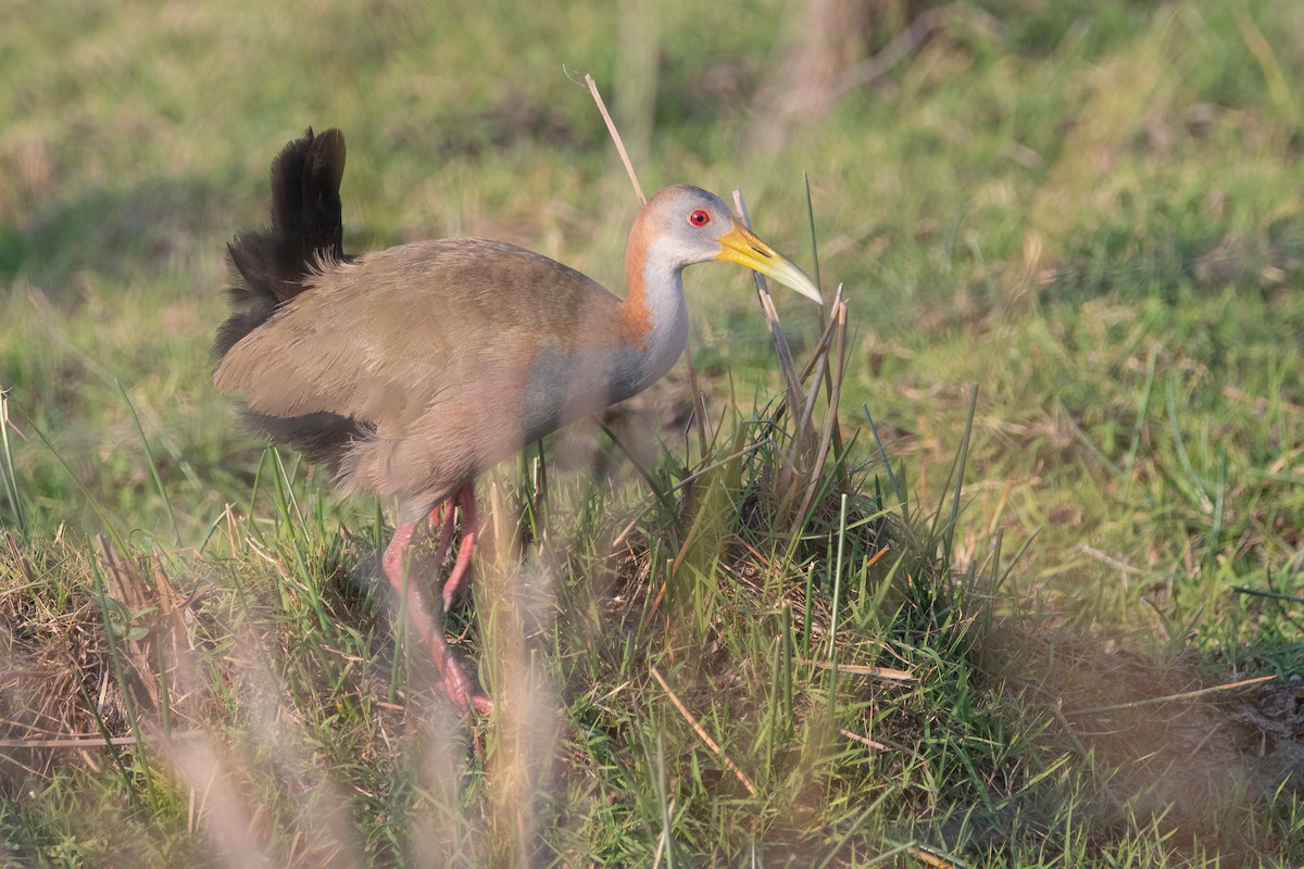 Giant Wood-Rail - ML272599651