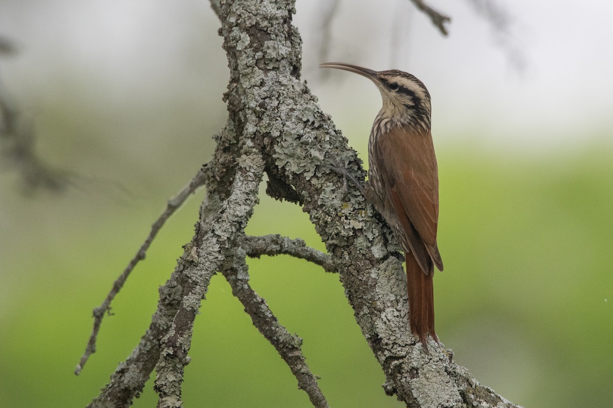 Narrow-billed Woodcreeper - ML272600211