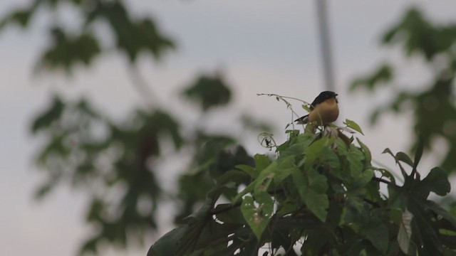 Black-capped Donacobius - ML272600571