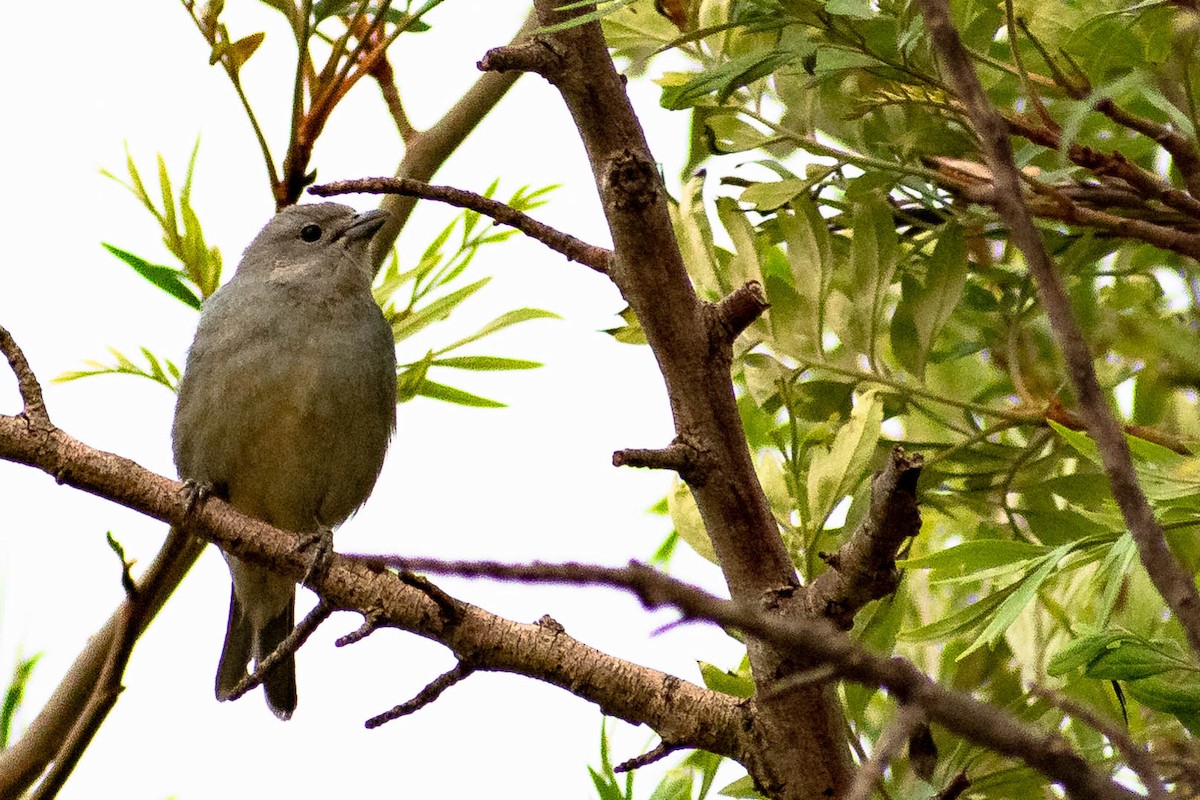 Sayaca Tanager - ML272601151