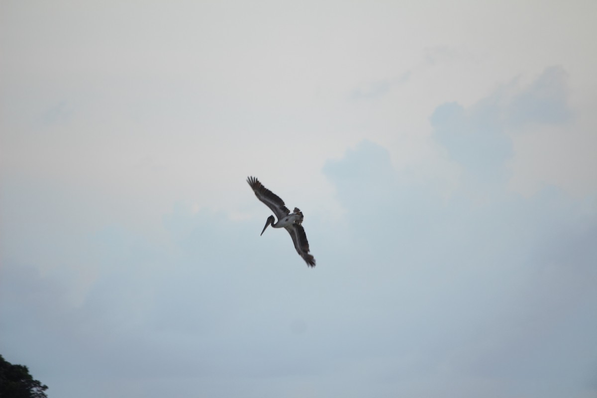 Brown Pelican - ML272601471