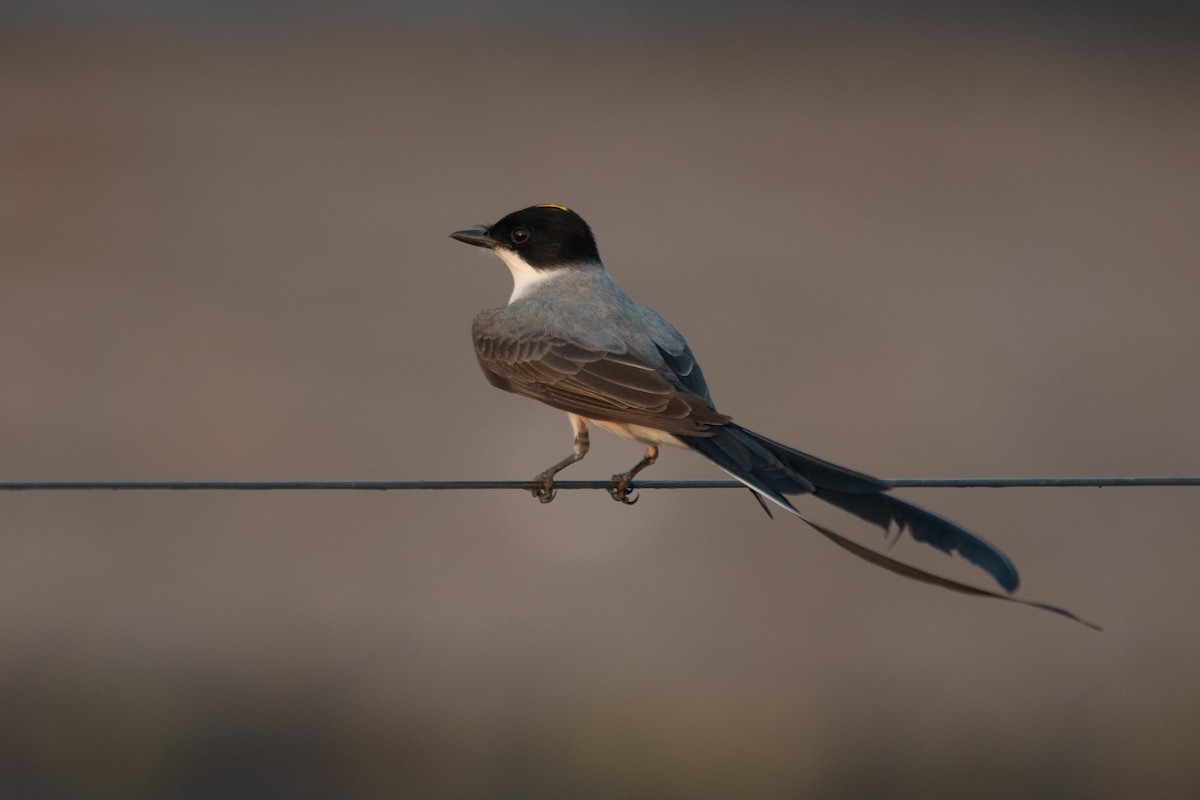 Fork-tailed Flycatcher - ML272601691