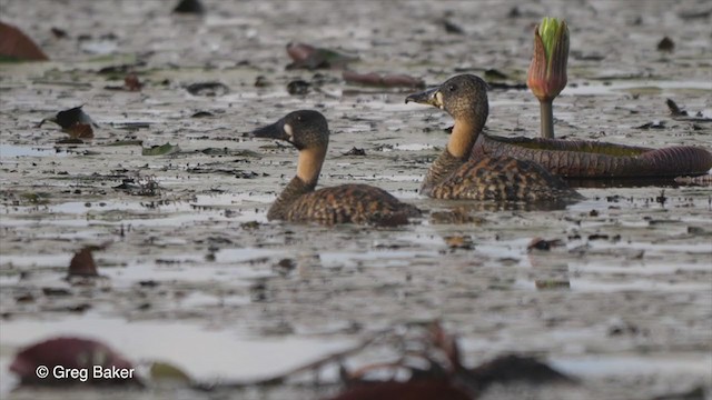 White-backed Duck - ML272601811