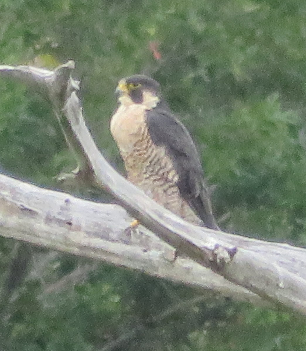 Halcón Peregrino - ML272601821